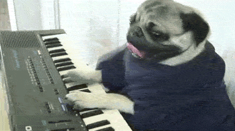Dieren Grappig Muziek Piano Gifs Hond Mopshond 