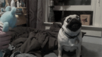 Dieren Grappig Gifs Mopshond Tottie 