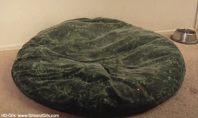 Dieren Gifs Mopshond 