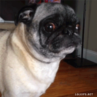 Dieren Gifs Hond Mopshond 