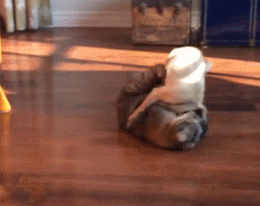 Honden GIF. Dieren Lol Gifs Hond Mopshond Gevangen 