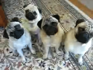 Dieren Gifs Hond Mopshond het+winkelen puglife 