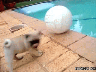 Dieren Dansen Blij Gifs Mopshond 
