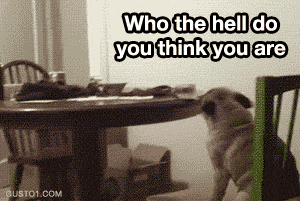 Honden GIF. Dieren Schattig Puppy Baby Gifs Hond Mopshond 