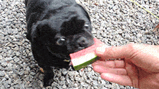 Mopshond GIF. Dieren Gifs Hond Mopshond Glimlach 