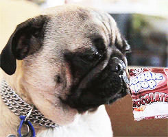 Honden GIF. Dieren Puppy Gifs Hond Mopshond Likken Lappen 