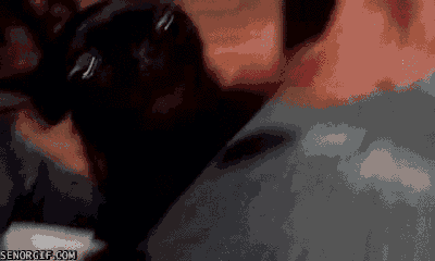 Dieren Gifs Hond Mopshond 