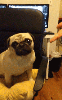 Dieren Honden Bang Puppy Gifs Hond Mopshond 