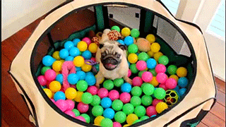Dieren Grappig Schattig Gifs Hond Mopshond dans 