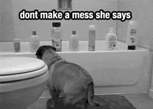 Dieren Gifs Hond Mopshond verrassing 