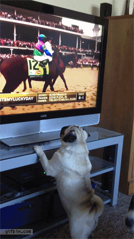 Dieren Fles Gifs Mopshond kloppen 