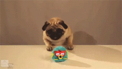 Honden GIF. Dieren Gifs Hond Mopshond 
