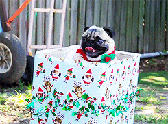 Mopshond GIF. Dieren Puppy Gifs Mopshond 