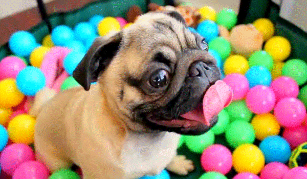 Dieren Honden Bang Puppy Gifs Hond Mopshond 