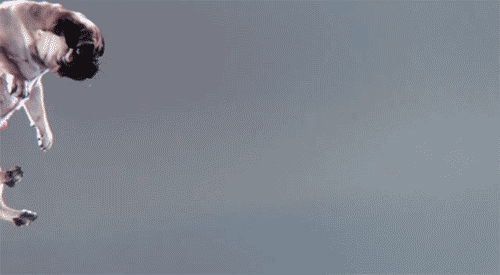 Dieren Gifs Hond Mopshond vangst 