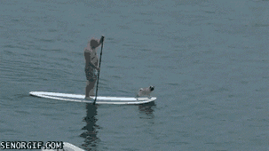 Dieren Honden Water Vervoer Gifs Hond Mopshond mythen 