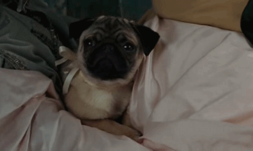 Dieren Gifs Mopshond 