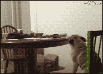 Dieren Gifs Hond Mopshond likken scherm 