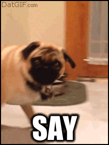 Mopshond GIF. Dieren Gifs Mopshond 