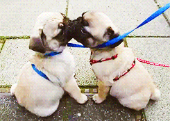 Honden GIF. Dieren Zoenen Gifs Hond Mopshond 