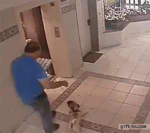 Mopshond GIF. Dieren Gifs Mopshond 