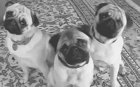Dieren Verward Gifs Hond Mopshond 