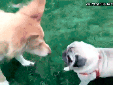 Anime Dieren Kawaii Gifs Mopshond Anine 