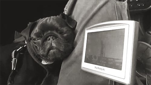 Dieren Gezicht Gifs Hond Mopshond eng dramatisch 