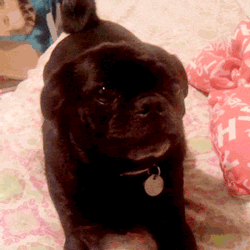 Honden GIF. Dieren Gifs Hond Mopshond 