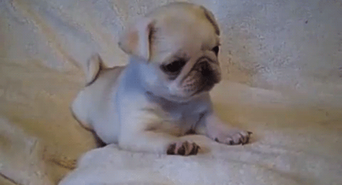 Dieren Gifs Hond Mopshond pugs 