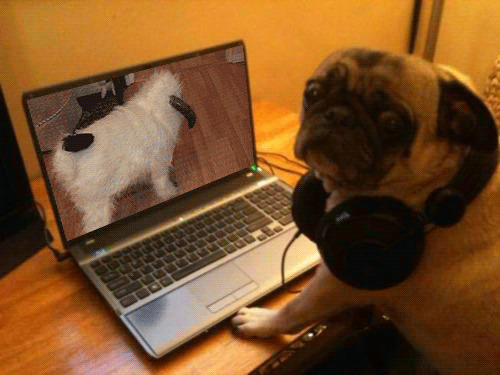 Dieren Gifs Mopshond ocd 