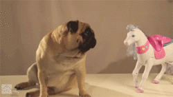 Honden GIF. Dieren Gifs Hond Mopshond Pugs 