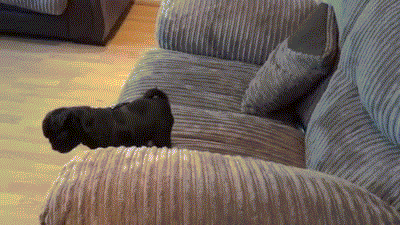 Dieren Grappig Video Honden Gifs Hond Mopshond animatie pugs foxadhd 