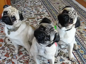 Dieren Verward Gifs Hond Mopshond 