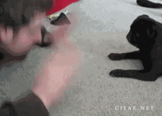 Dieren Schattig Gifs Mopshond glimlach puglife pugs lovepug pugly 