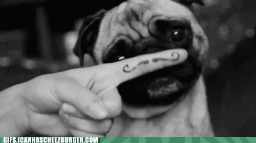 Dieren Gifs Hond Mopshond opgewonden trap stuiteren 