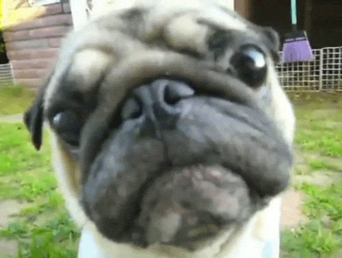 Dieren Grappig Gifs Hond Mopshond geen aminals 
