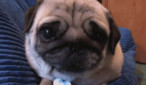 Dieren Zwemmen Zomer Gifs Hond Mopshond 