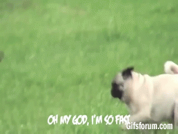 Mopshond GIF. Dieren Puppy Gifs Mopshond 