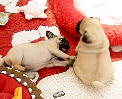 Honden GIF. Dieren Televisie Tv Gifs Hond Mopshond Volgend Bedrogen 