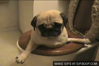 Dieren Fles Gifs Mopshond kloppen 