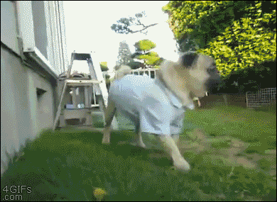 Dieren Gifs Mopshond 