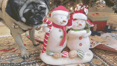 Dieren Gifs Mopshond 