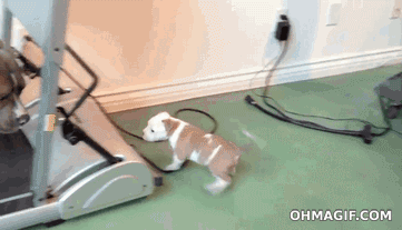 Dieren Schattig Thuis Gifs Mopshond dier huisdier 