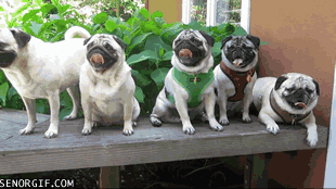 Dieren Grappig Video Honden Gifs Hond Mopshond animatie pugs foxadhd 