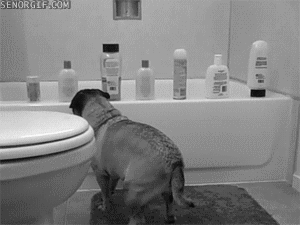 Honden GIF. Dieren Gifs Hond Mopshond Wtf Aanval Rage Shampoo 