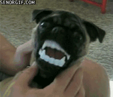 Honden GIF. Dieren Film Gifs Hond Mopshond Schudden 