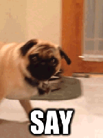 Mopshond GIF. Dieren Gifs Mopshond 