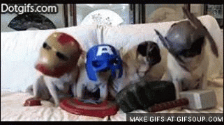 Dieren Schattig Gifs Hond Mopshond katje mauls 