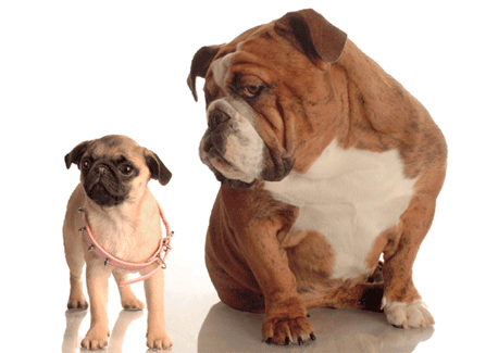Dieren Film Schattig Gifs Hond Mopshond kraag geprepareerde 